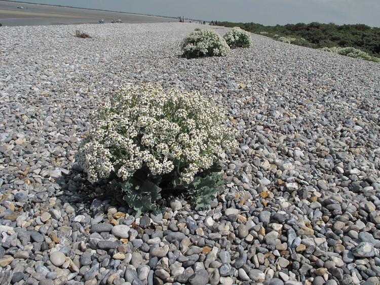 Crambe maritima